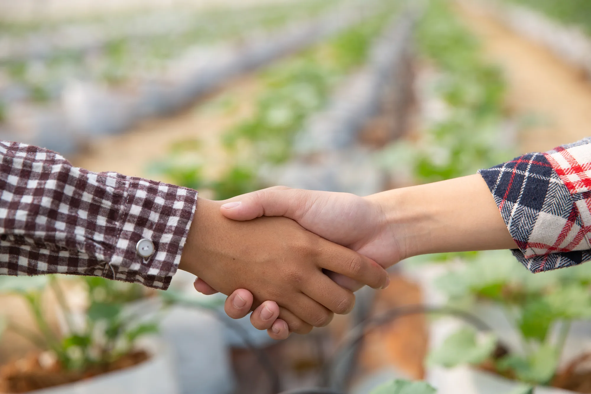 Representantes agrícolas cerrando un acuerdo en una plantación de melón.