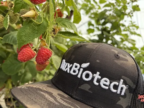 Gorra de DuxBiotech junto a frutos de frambuesa en un cultivo protegido.