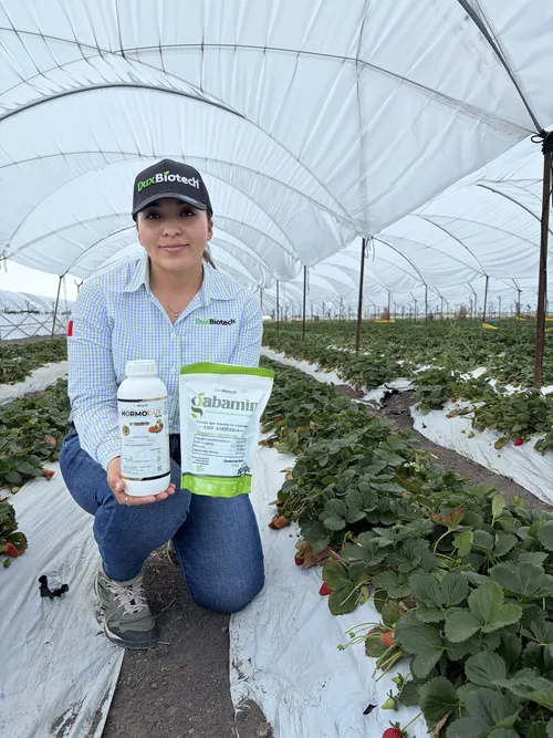 Representante de DuxBiotech mostrando HORMODUX y GABAMIN en un cultivo de fresa bajo invernadero.