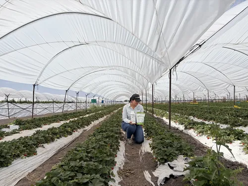 Cultivo de fresa bajo túneles agrícolas con productos DuxBiotech en campo.